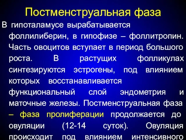 Постменструальная фаза В гипоталамусе вырабатывается фоллилиберин, в гипофизе – фоллитропин.