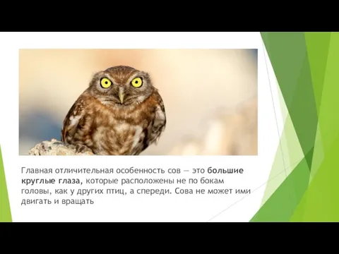 Главная отличительная особенность сов — это большие круглые глаза, которые