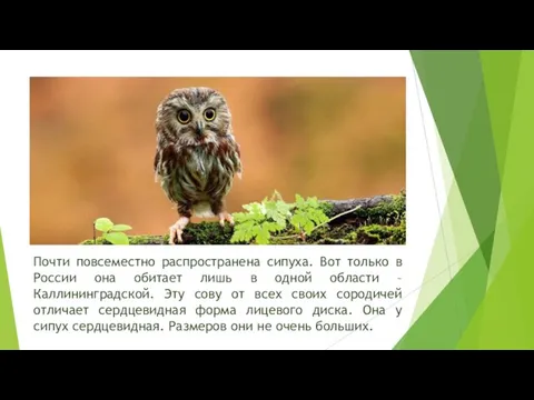 Почти повсеместно распространена сипуха. Вот только в России она обитает