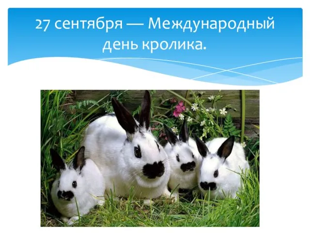 27 сентября — Международный день кролика.