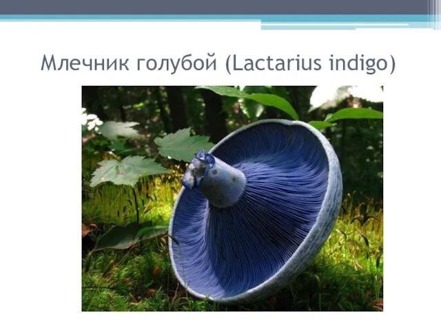 Млечник голубой (Lactarius indigo)