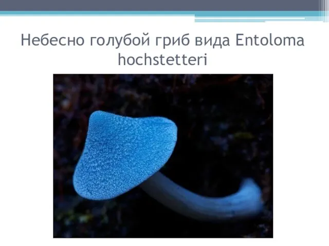 Небесно голубой гриб вида Entoloma hochstetteri