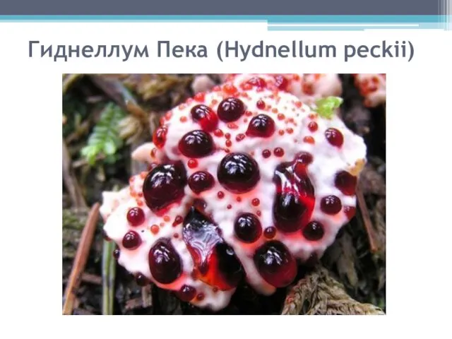 Гиднеллум Пека (Hydnellum peckii)