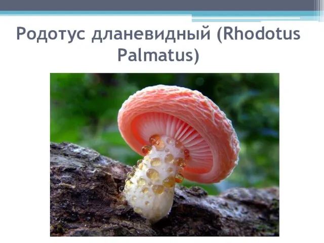 Родотус дланевидный (Rhodotus Palmatus)
