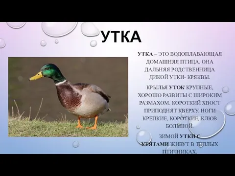 УТКА УТКА – ЭТО ВОДОПЛАВАЮЩАЯ ДОМАШНЯЯ ПТИЦА. ОНА ДАЛЬНЯЯ РОДСТВЕННИЦА