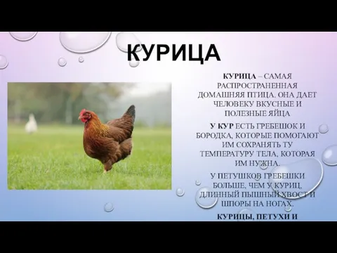 КУРИЦА КУРИЦА – САМАЯ РАСПРОСТРАНЕННАЯ ДОМАШНЯЯ ПТИЦА. ОНА ДАЕТ ЧЕЛОВЕКУ