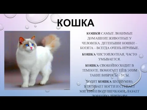 КОШКА КОШКИ САМЫЕ ЛЮБИМЫЕ ДОМАШНИЕ ЖИВОТНЫЕ У ЧЕЛОВЕКА. ДЕТЕНЫШИ КОШКИ