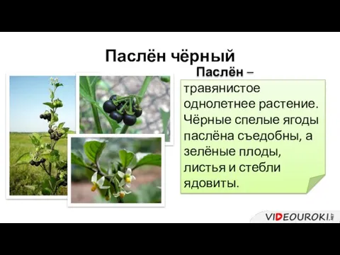 Паслён чёрный Паслён – травянистое однолетнее растение. Чёрные спелые ягоды