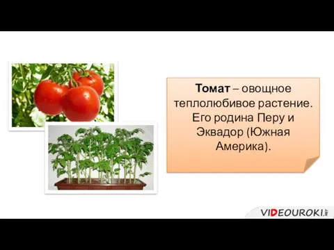 Томат – овощное теплолюбивое растение. Его родина Перу и Эквадор (Южная Америка).