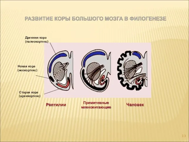 Старая кора (архикортекс) Новая кора (неокортекс) Древняя кора (палеокортекс) Рептилии Примитивные млекопитающие Человек
