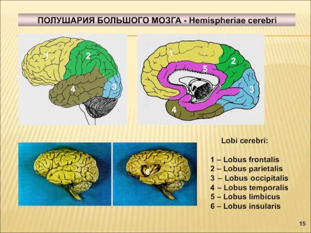 Lobi cerebri: 1 – Lobus frontalis 2 – Lobus parietalis