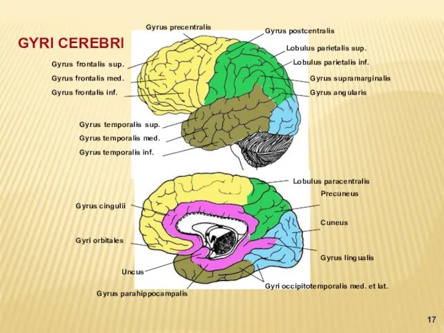 Gyrus postcentralis GYRI CEREBRI Gyrus precentralis Gyrus frontalis sup. Gyrus