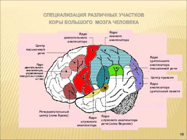 Ядро слухового анализатора речи (зона Вернике) Ядро слухового анализатора Ядро