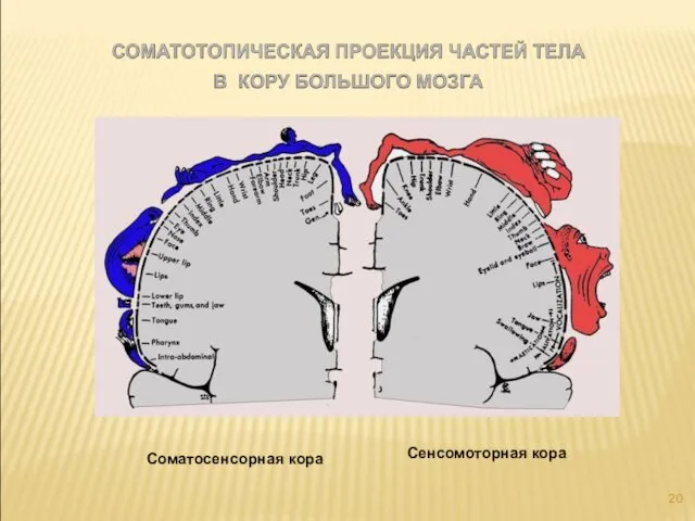 Соматосенсорная кора Сенсомоторная кора