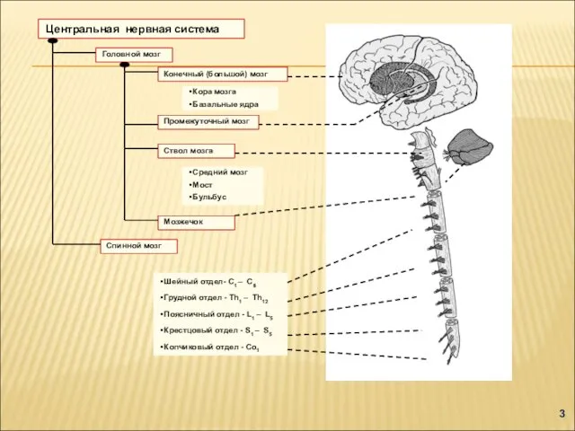 Промежуточный мозг Ствол мозга Мозжечок Спинной мозг Центральная нервная система