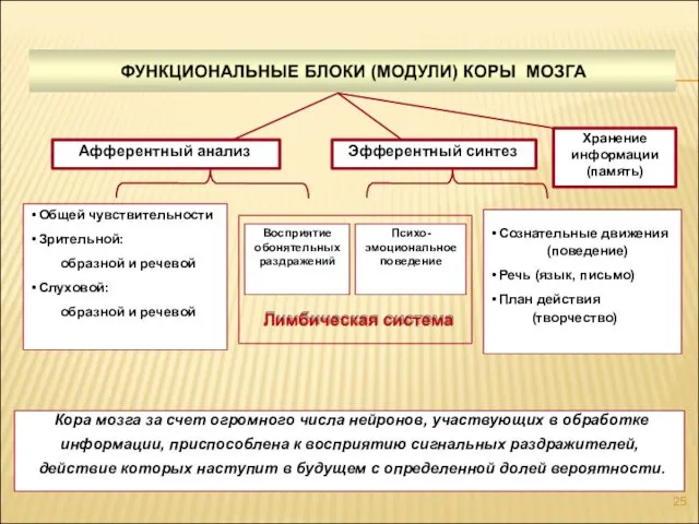 Афферентный анализ Эфферентный синтез Хранение информации (память) Общей чувствительности Зрительной: