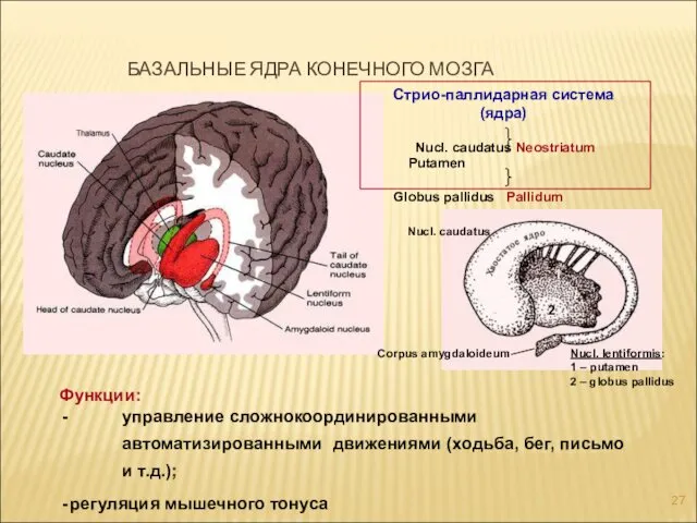 БАЗАЛЬНЫЕ ЯДРА КОНЕЧНОГО МОЗГА Стрио-паллидарная система (ядра) Nucl. caudatus Neostriatum