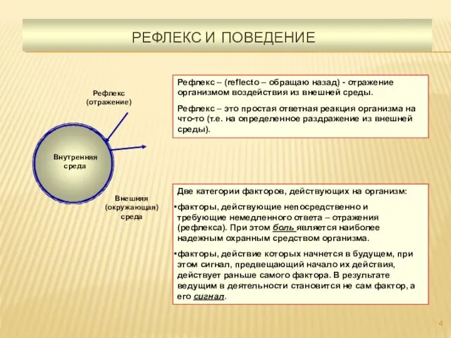 РЕФЛЕКС И ПОВЕДЕНИЕ Рефлекс – (reflecto – обращаю назад) -