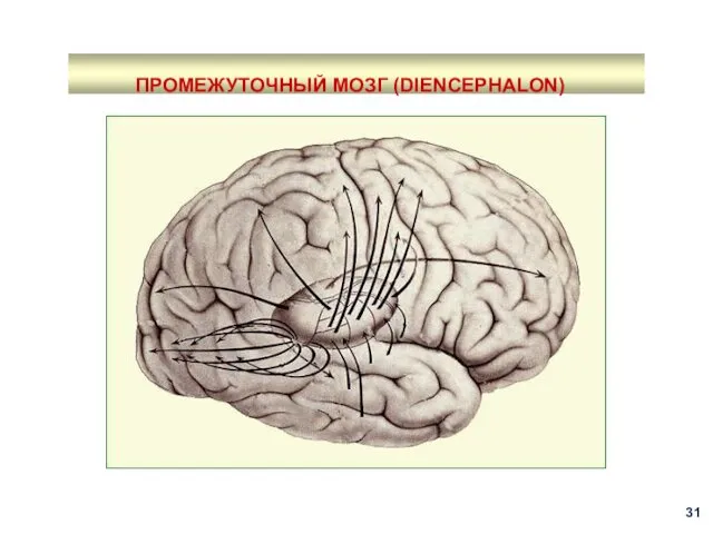 ПРОМЕЖУТОЧНЫЙ МОЗГ (DIENCEPHALON)