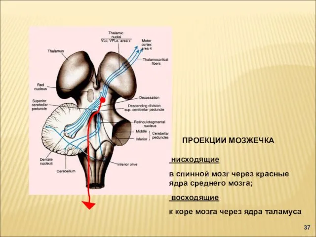 ПРОЕКЦИИ МОЗЖЕЧКА нисходящие в спинной мозг через красные ядра среднего