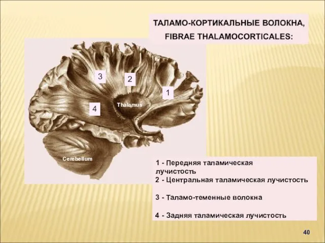 1 - Передняя таламическая лучистость 40 - Центральная таламическая лучистость