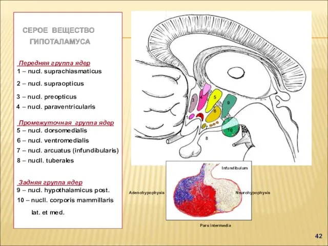 1 2 Передняя группа ядер 1 – nucl. suprachiasmaticus 2