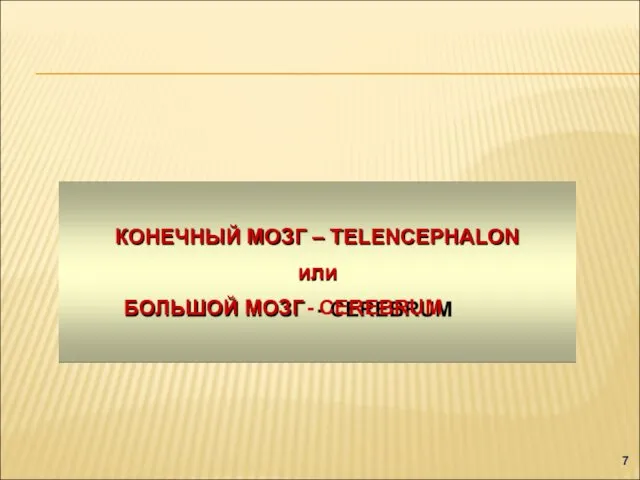 КОНЕЧНЫЙ МОЗГ – TELENCEPHALON или БОЛЬШОЙ МОЗГ - CEREBRUM