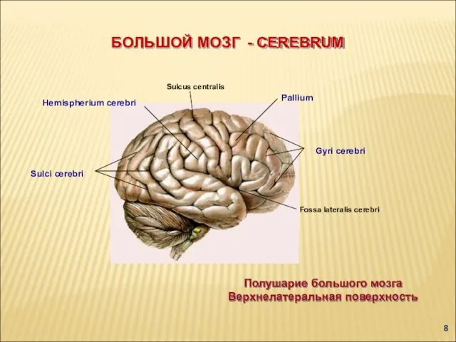 БОЛЬШОЙ МОЗГ - CEREBRUM Pallium Hemispherium cerebri Gyri cerebri Sulci