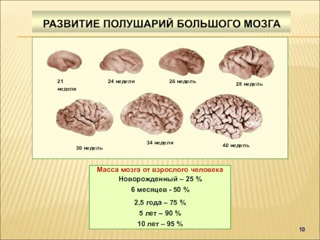 21 неделя 40 недель 34 недели Масса мозга от взрослого