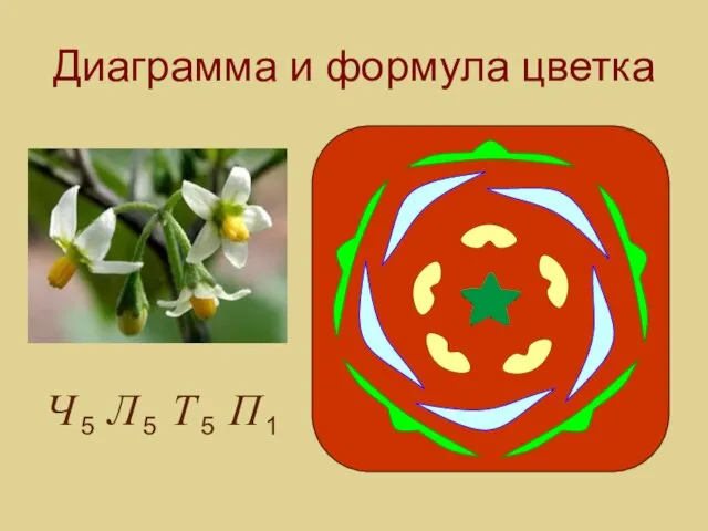 Диаграмма и формула цветка 1 П 5 Т 5 Л 5 Ч