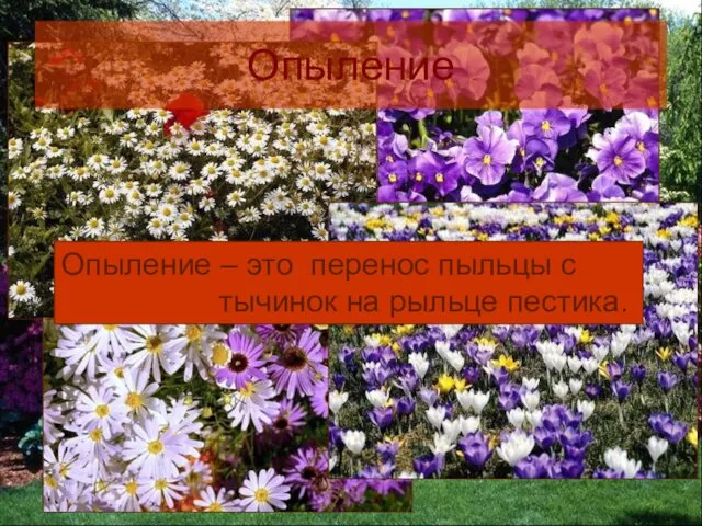 Опыление – это перенос пыльцы с тычинок на рыльце пестика. Опыление