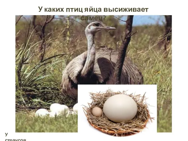 У каких птиц яйца высиживает самец? У страусов