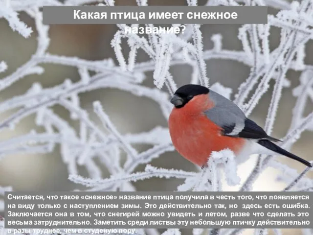 Какая птица имеет снежное название? Считается, что такое «снежное» название