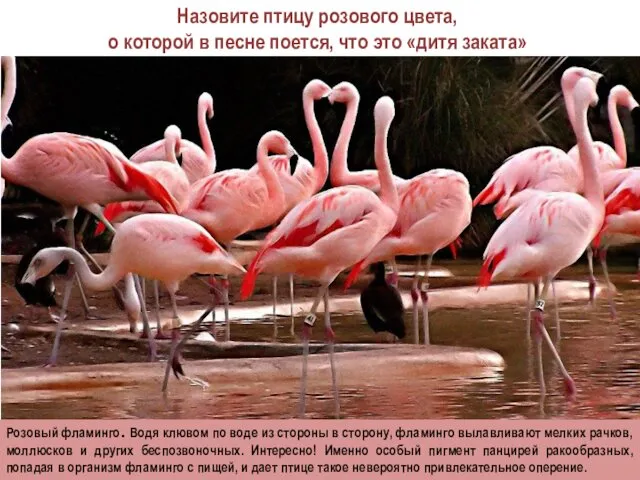 Розовый фламинго. Водя клювом по воде из стороны в сторону,