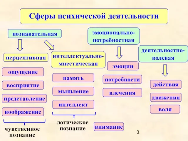 Сферы психической деятельности деятельностно-волевая познавательная эмоционально-потребностная внимание ощущение восприятие представление