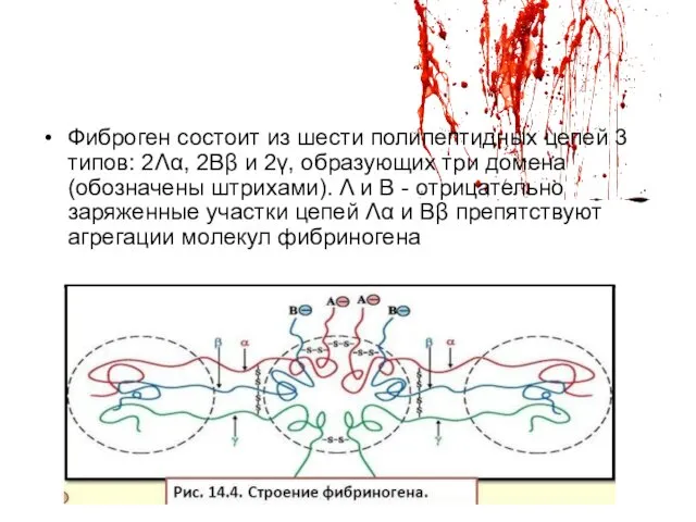 Фиброген состоит из шести полипептидных цепей 3 типов: 2Λα, 2Ββ