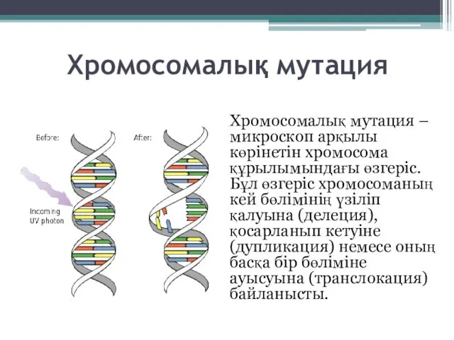 Хромосомалық мутация Хромосомалық мутация – микроскоп арқылы көрінетін хромосома құрылымындағы