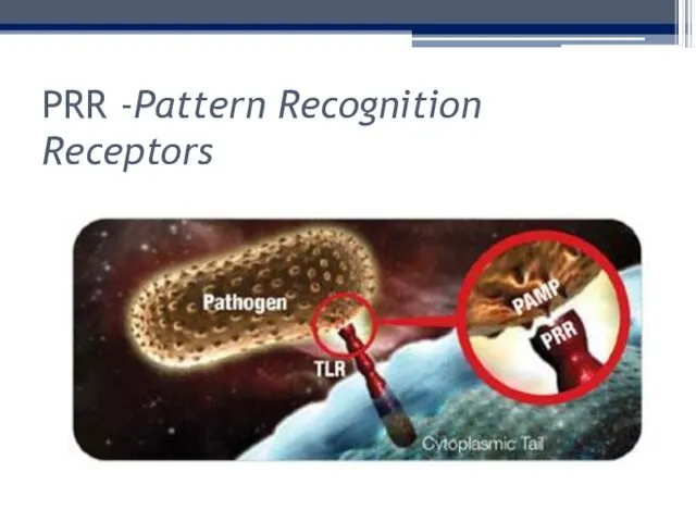 PRR -Pattern Recognition Receptors