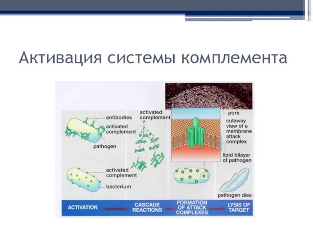 Активация системы комплемента