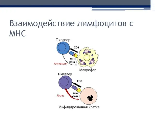 Взаимодействие лимфоцитов с MHC