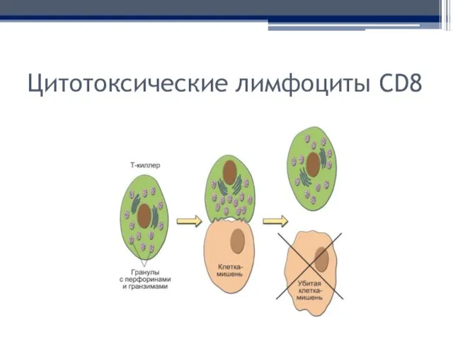 Цитотоксические лимфоциты CD8