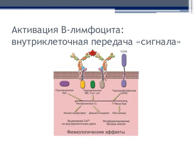 Активация В-лимфоцита: внутриклеточная передача «сигнала»