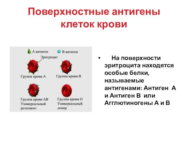 Поверхностные антигены клеток крови На поверхности эритроцита находятся особые белки,