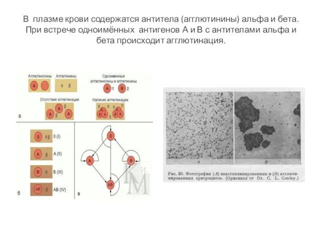 В плазме крови содержатся антитела (агглютинины) альфа и бета. При