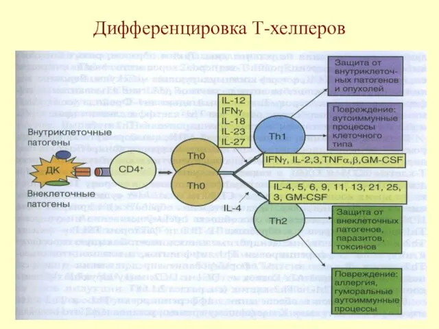 Дифференцировка Т-хелперов