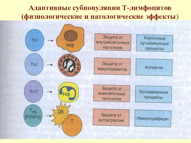 Адаптивные субпопуляции Т-лимфоцитов (физиологические и патологические эффекты)