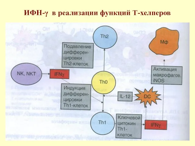 ИФН-γ в реализации функций Т-хелперов