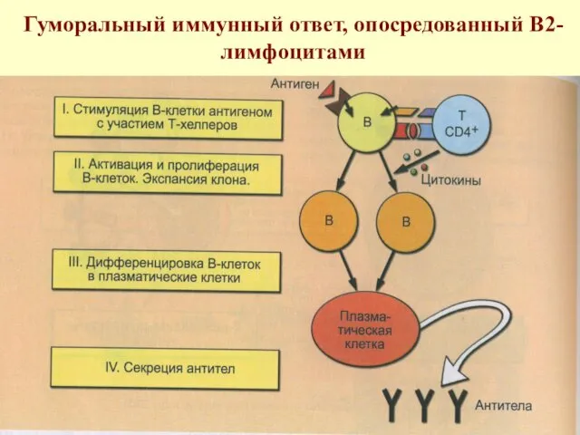 Гуморальный иммунный ответ, опосредованный В2-лимфоцитами