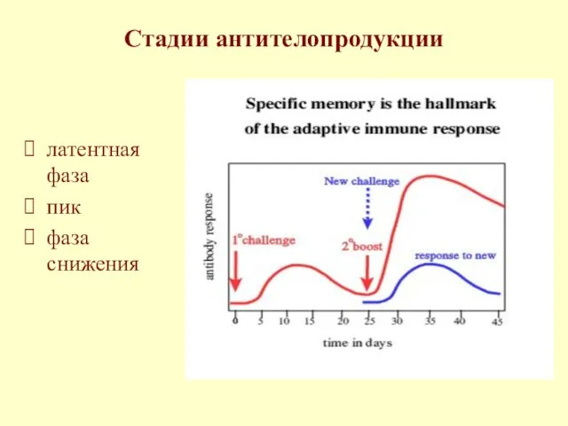 Стадии антителопродукции латентная фаза пик фаза снижения