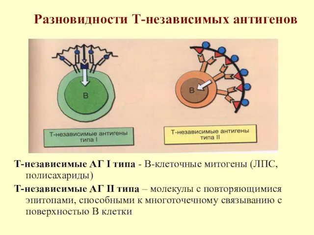 Разновидности Т-независимых антигенов Т-независимые АГ I типа - В-клеточные митогены